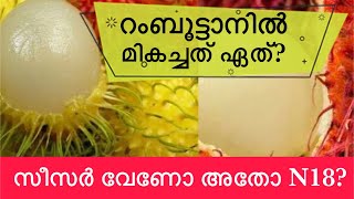 റംബൂട്ടാൻ ഏത് വെറൈറ്റിയാണ് നല്ലത്  സീസർ വേണോ N18 വേണോ [upl. by Maridel839]