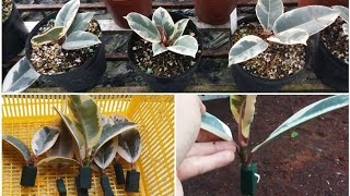 How to propagate ficus elastica tineke by floral foam [upl. by Nehgam]