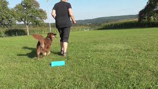 Die neuen Beginner in Rally Obedience [upl. by Greenebaum]