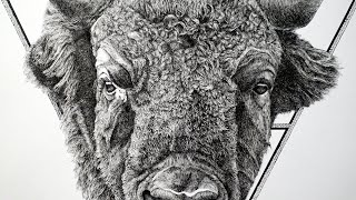 Bison Detailed Ink Drawing [upl. by Earehc]