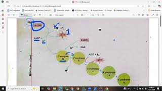 Respiratory chain  ETC  Electron Transport chain 1st year Biology  Oxidative phosphorylation [upl. by Nosidam]