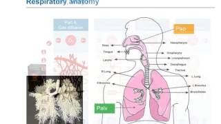 eLearning Lung ventilation natural and mechanical [upl. by Lati935]