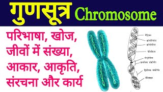 chromosome  gunsutra  chromosome structure and function  gunsutra ki sanrachna karya  गुणसूत्र [upl. by Laeno961]