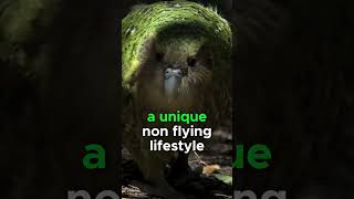 KAKAPO PARROT FACTS INTERESTING [upl. by Whitby]