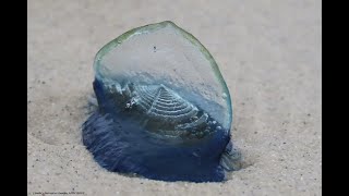 Thousands of Velella sea raft bythewind sailor little sails washed up on Asilomar Beach [upl. by Henig]