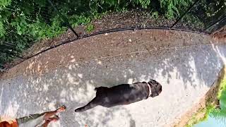 Labrador Puppy at the Dog Park [upl. by Latricia194]