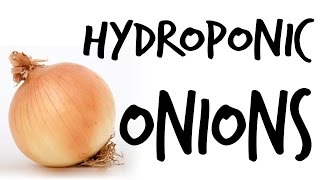 Can You Grow Hydroponic Onions [upl. by Anailli]