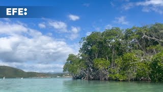 Desarrollan un banco de mangle rojo hacer frente al cambio climático en Puerto Rico [upl. by Alanson481]