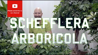 All you need to know about Schefflera Arboricola [upl. by Harmonia]