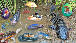 Colorful surprise eggs lobster snake cichlid betta fish turtle butterfly fish pleco squid [upl. by Ydnes]