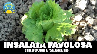 INSALATE FAVOLOSE TUTORIAL TRUCCHI E SEGRETI LATTUGHE INDIVIE CICORIE VALERIANA ETC [upl. by Tonl]