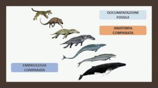 Le prove scientifiche a sostegno dell’evoluzione dei viventi [upl. by Andrel]