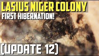 Lasius Niger Colony Update 12  First Hibernation [upl. by Nolyad]