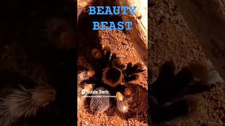 ❤️💯❤️BEAUTY BEAST❤️BRACHYPELMA HAMORII💯 tarantula beauty nature wildlife [upl. by Marysa]