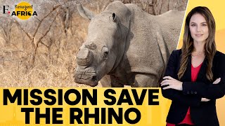 Rhino Poaching Declines In South Africa in 2024  Firstpost Africa [upl. by Elrebma]