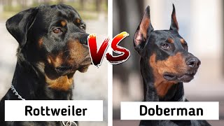 Rottweiler Vs Doberman [upl. by Neerak688]