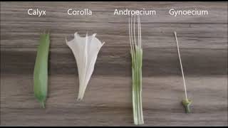 CLASS XI  PRACTICAL TO STUDY AND DESCRIBE THE FLOWERING PLANT  DATURA FAMILY SOLANACEAE [upl. by Enrique]