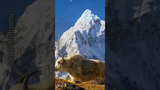 Discover Nepal A Journey Through Nature and Culture NepalTravel VisitNepal Himalayas [upl. by Irod]