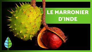 Le MARRONNIER DINDE 🌰🌿 Bienfaits Propriétés et Contreindications [upl. by Holey597]