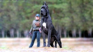 11 Biggest Dogs in the World [upl. by Nottarts]