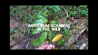 Aroids in the wild  Anthurium scandens [upl. by Cogswell]