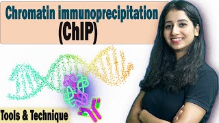 Chromatin immunoprecipitation ChIP I Tools amp Technique I DNA Protein Interaction Complete Details [upl. by Lewis432]