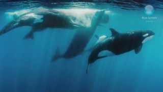 Orcas vs Sperm Whales [upl. by Ronym226]