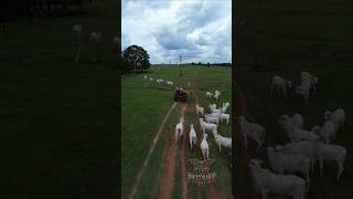 O Agro é tudo agro agronegocio agronomy drone dji instagood instadaily dronevideo [upl. by Namurt]