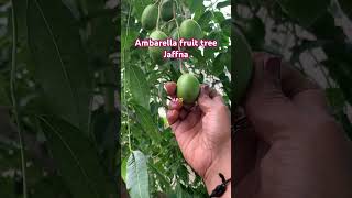 Ambarella tree jaffna srilanka travel ganasong [upl. by Culver]