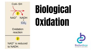 Biological Oxidation Reduction Reactions  Biochemistry [upl. by Atnod]