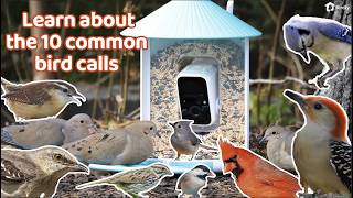 Can You Identify These 10 Common Bird Calls at Your Feeder [upl. by Rufina593]