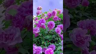 Beautiful natural flowerflowers roseflowergarden tradingreelsviralshorts viralvideo natural [upl. by Lightfoot742]