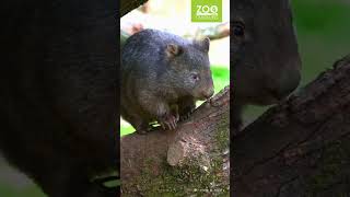 Wombat Nandalie im Zoo Duisburg [upl. by Urquhart]