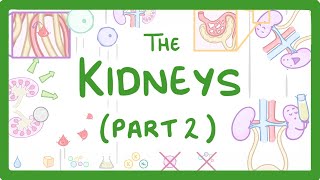 Biology  Structure of the Kidneys  Kidneys Part 23 28 [upl. by Attikram802]