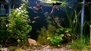 Pseudomugil Community Fishtank [upl. by Downes]