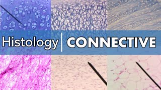 Histology  Connective Tissue [upl. by Clair618]