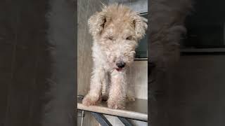 Wire Fox Terrier dog breed Before amp After transformation video dog grooming [upl. by Cheston]