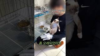 아빠만 믿어 2탄 아기고양이 고양이입양 코숏 [upl. by Oiciruam]