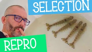 🦐CREVETTE comment réussir sa sélection reproduction en 4 étapes ultra simples🦐 [upl. by Niriam]