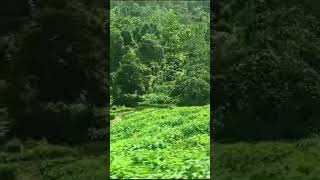 Tea garden Kerala [upl. by Uehttam]