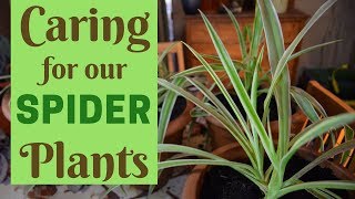 Spider plants  easy to care for indoor plants [upl. by Cardie669]