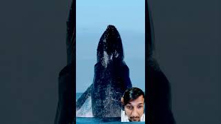 Who saw real whale । whale ocean wildlife nature sea shark whalecommunication [upl. by Aynos432]