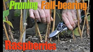 Pruning Fallbearing Raspberries  How And When To Prune a Raspberry [upl. by Gerk]