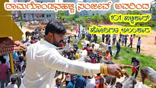 101 Hallikar bulls decoration and procession by Ramagondanahalli Sanjeev [upl. by Enirol713]