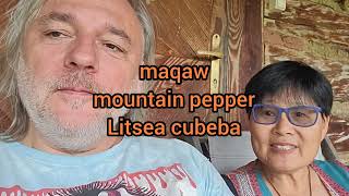 Taiwanese indigenous food and mountain pepper Litsea cubeba interview with prof Joyce Hsiuyen Yeh [upl. by Nocam]