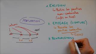 Synthèse des protéines 2  Maturation [upl. by Benn]