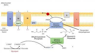 GlycerolPhosphate Shuttle  NADH Electron Transport Chain and ATP Yield [upl. by Kassandra245]