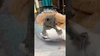 Potty 💩 amp meal time 🍼 bottlebabykittens orphankittens rescuekittens fostercats [upl. by Kcyred]