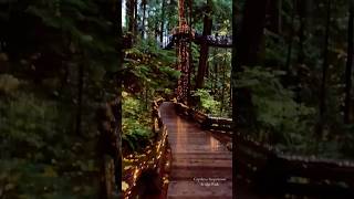 Magical Capilano Suspension Bridge Park in Vancouver ✨ videography magic travel [upl. by Budde]