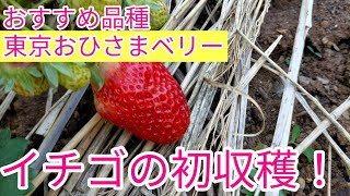 おすすめ品種の東京おひさまベリーの成長記録。初収穫と株分けの準備しました。 [upl. by Macfadyn131]